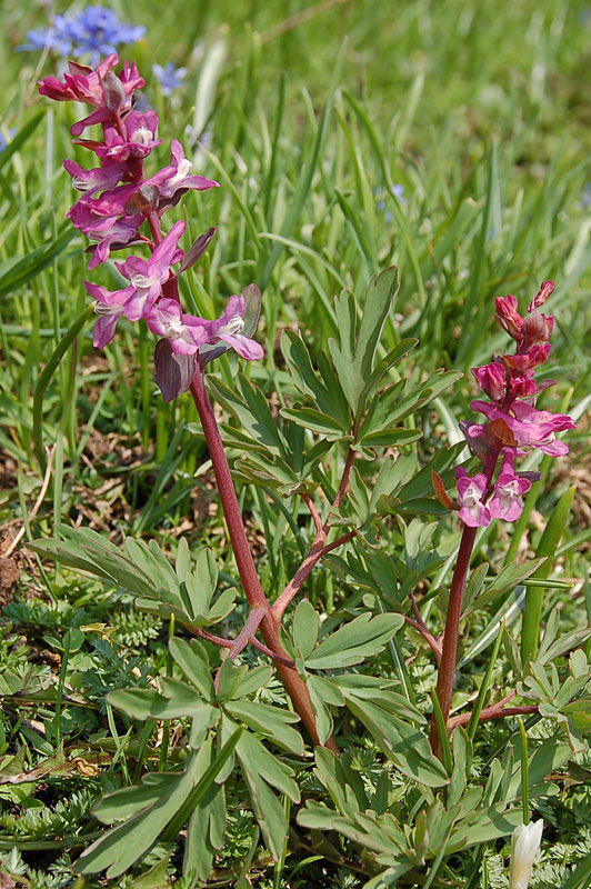 Corydalis cava / Colombina cava